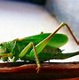 Image result for What Do Cave Crickets Look Like
