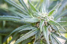 Image result for Cannabis Sativa Flower