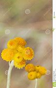 Image result for Yellow Button Wildflowers