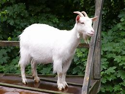 Image result for goat