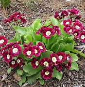 Image result for Primula auricula Remus