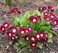Image result for Primula auricula Shalford