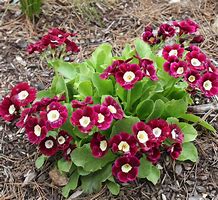 Image result for Primula auricula Hyacinth