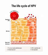 Image result for HPV Cell Infection
