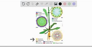 Image result for Phloem Cells Microcope and Companion