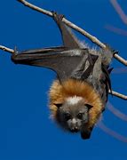 Image result for Fox Bat Females