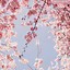 Image result for Japan Cherry Blossom Aesthetic Wallpaper