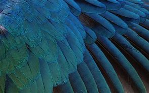 Image result for Crow Feather Wallpaper