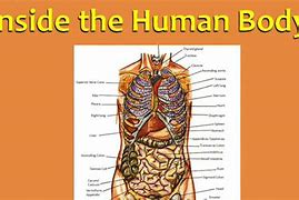 Image result for People Inside the Human Body