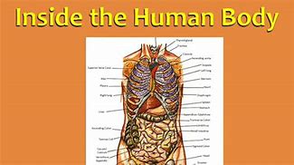 Image result for What the Human Body Looks Like