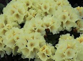 Image result for Rhododendron (Y) Centennial Gold