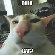 Image result for Funny Ohio News Headlines Cat