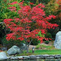 Acer japonicum Aconitifolium に対する画像結果