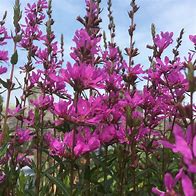 Image result for Lythrum Dropmore Purple