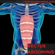 Image result for Show Rectus Abdominis Muscle