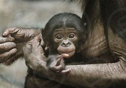 Image result for Bonobo Reaching Out