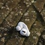 Image result for Apple Airpodspromax