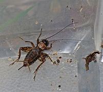 Image result for Wood Cricket