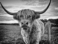 Image result for Cute Highland Cow White Background