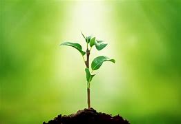 Image result for Producers Plants