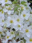 Image result for Winter Flowering Clematis