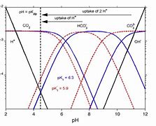 Image result for Carbonate Ph