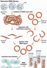 Image result for Recombinant DNA Cloning