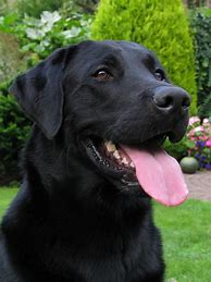 Image result for Crni Labrador