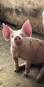 Image result for Pig Aesthetic