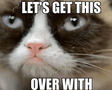 Image result for Really Funny Cat Memes