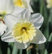 Image result for Narcissus Ice Follies