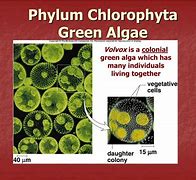Image result for chlorophyta class