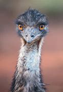 Image result for emu_australia