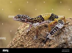 Image result for Indian Gecko