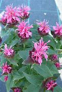 Image result for Monarda Cranberry Lace