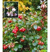 Image result for Vaccinium vitis-idaea Red Pearl