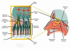 Image result for Olfactory Cells
