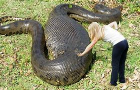 Image result for Anaconda Snake Attack