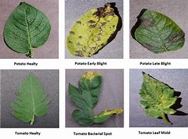 Image result for Tree Disease Identification