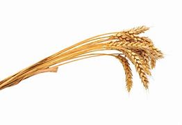 Image result for Bunch of Wheat