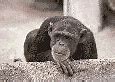 Image result for African American Zoo Keeper