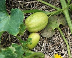 Image result for Apple Cucumber Plants NZ