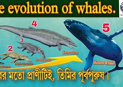 Image result for Whale Future Evolution