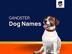 Image result for Gangster Dog Names