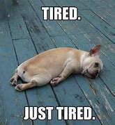 Image result for Tired Just Tired Dog Meme