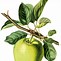 Image result for Apple Drawing Clip Art