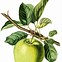 Image result for Colorful Apple Clip Art