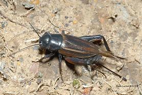 Image result for Baby Blackfield Crickets