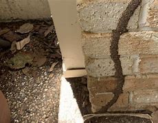 Image result for Termite Trail
