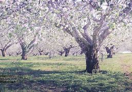 Image result for High Quality Wallpapers Apple Orchard